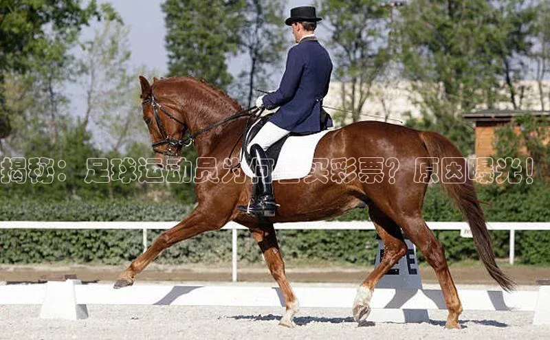 新长征app下载中海达揭秘：足球运动员为何会买彩票？原因曝光！